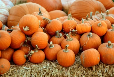 Celebrating Ukiah: Exciting Events and Festivals