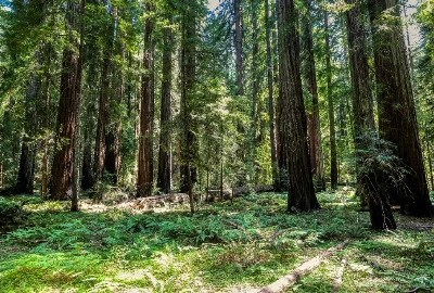 Uncover Ukiah: Must-Visit Attractions and Activities