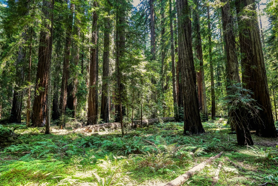 Uncover Ukiah: Must-Visit Attractions and Activities