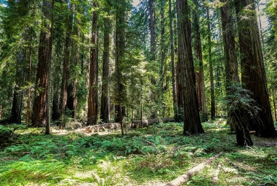 Uncover Ukiah: Must-Visit Attractions and Activities
